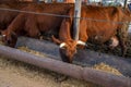 Red and white cows in a feedlot. Cattle farm