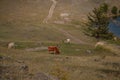 Red and white cows graze on coast among green trees. Winding road, trail on grassy shore of bay of Lake Baikal. Autumn Royalty Free Stock Photo