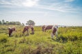 Red and white cows graze on the floodplains of the Dutch river Waal Royalty Free Stock Photo