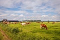 Red-and-white cows graze in the pasture at a modern farm Royalty Free Stock Photo