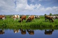 red and white cows in green grassy dutch meadow in the netherlands under blue sky with white clouds Royalty Free Stock Photo