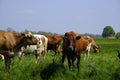 red and white cows in green grassy dutch meadow in the netherlands under blue sky with white clouds Royalty Free Stock Photo