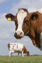 Red and white cows in green grassy dutch meadow under blue sky w Royalty Free Stock Photo