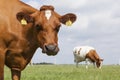 Red and white cows in green grassy dutch meadow under blue sky w Royalty Free Stock Photo