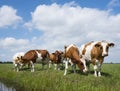 Red and white cows in green grassy dutch meadow under blue sky w Royalty Free Stock Photo