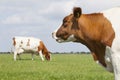 Red and white cows in green grassy dutch meadow under blue sky w Royalty Free Stock Photo