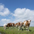 Red and white cows in green grassy dutch meadow under blue sky w Royalty Free Stock Photo