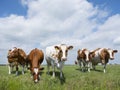 Red and white cows in green grassy dutch meadow under blue sky w Royalty Free Stock Photo