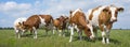 red and white cows in green grassy dutch meadow under blue sky with white clouds Royalty Free Stock Photo