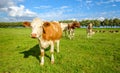 Red and white cows in a green meadow in summertime Royalty Free Stock Photo