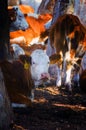 Red and white cows in the Menashe mountains in northern Israel. Royalty Free Stock Photo