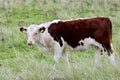 Young red-and-white cow roams free on Ameland