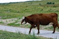 Young red-and-white cow roams free on Ameland Royalty Free Stock Photo