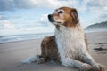 Red and white curly haired collie type dog at a beach