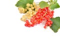Red and White Currant Berries