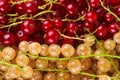 Red and white currant berries Royalty Free Stock Photo