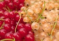 Red and white currant