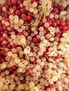 Red and white currants