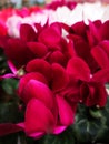 Red and white cyclamen rings