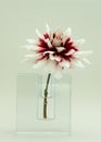 Red and white dahlia in clear glass vase Royalty Free Stock Photo