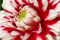 Dahlia flower close-up