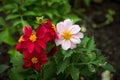 Red and white dahlia flowers in the garden. Beautiful dahlia flower on a blurred green background. Blooming background of a Royalty Free Stock Photo