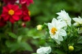 Red and white dahlia flowers in the garden. Beautiful dahlia flower on a blurred green background. Blooming background of a Royalty Free Stock Photo