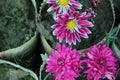 Red white Dahlia flowers with rain drops, top view wallpaper background. Colorful dahlia flowers, wallpaper backdrop. Blossoming Royalty Free Stock Photo