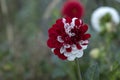 Red and white dahlia Royalty Free Stock Photo