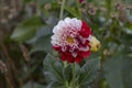 Red and white dahlia Royalty Free Stock Photo