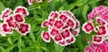 Red and white dianthus barbatus or dianthus chinensis flowers Royalty Free Stock Photo