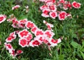 Red white Dianthus Chinensis Flowers Royalty Free Stock Photo