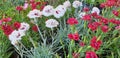 Red and white Dianthus