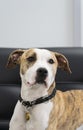 A red and white dog with a collar on its neck. Royalty Free Stock Photo