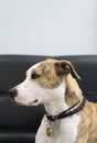 A red and white dog with a collar on its neck. Royalty Free Stock Photo