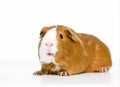 A red and white domestic Guinea Pig