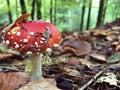 Red white-dotted amanita mushroom in autumn forest