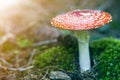 Red white-dotted toxic poisonous fly agaric mushroom, toadstool or Amanita muscaria growing in grass on bright sunny background Royalty Free Stock Photo