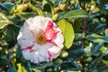 Red and white double-flowered hybrid camellia flower in bloom Royalty Free Stock Photo