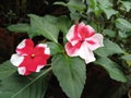 Red and white dual colour Chinese balsam