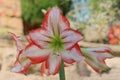 Red and white Easter-lily flowers - Royalty Free Stock Photo