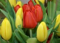 Red and white edged tulips with a large inflorescence and many petals. Red tulips with carved petals. Hybrid variety of tulips .