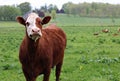 Hereford cow looking at the camera standing with herd in the meadow Royalty Free Stock Photo