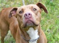 Red and white female American Pit Bull Terrier mix breed dog looking up at camera Royalty Free Stock Photo