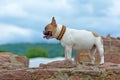 Red and white pied French Bulldog dog with paracord collar standing on old ruins wall looking to the side