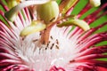 Red white flower with ant on green background Royalty Free Stock Photo