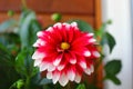 Red and white flower