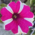 Red white flower petunia blossoms in spring on a garden bed.