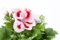 Red-white flower of a two-color geranium Royalty Free Stock Photo