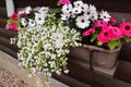 Red and white flowering plants in a flower box in the window sill . Geranium, petunia and bacopa flower growth in pot Royalty Free Stock Photo